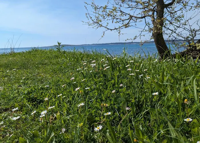 Amsterdam * 메덜린